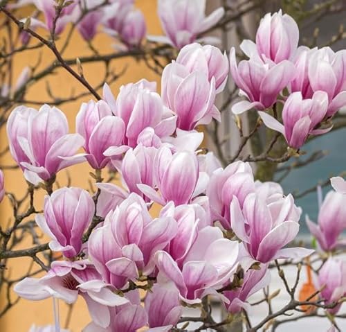 Tulpenmagnolie, Magnolia x soulangeana, mehrtriebig, 60-80cm im 3L Topf von Artländer Pflanzenhof