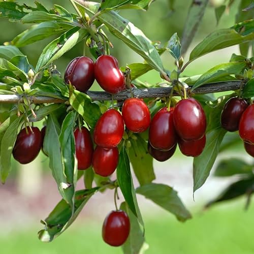 Veredelte Kornelkirsche `Kasanlaker´, Cornus mas, 80-100cm im Topf von Artländer Pflanzenhof