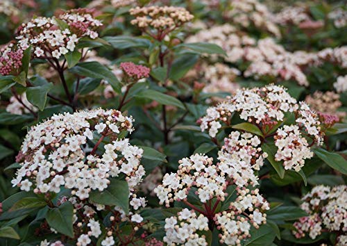 Viburnum tinus `Eve Price´, Lorbeerschneeball, immergrün, Dauerblüher, 30-40cm im 2L Topf von Artländer Pflanzenhof