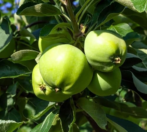 Weißer Klarapfel, Sommerapfel, Buschbaum (kleinbleibend), 120-140cm, im Topf von Artländer Pflanzenhof