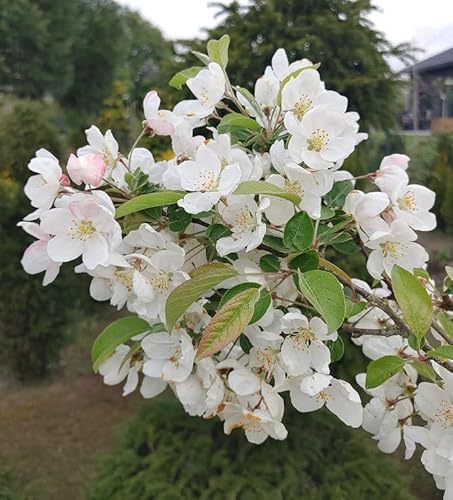 Zierapfel `Evereste´, mehrtriebige Pflanze im 5L-Topf, 60-100cm groß von Artländer Pflanzenhof