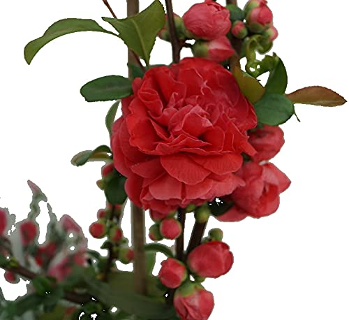 Zierquitte Pink Storm´, Chaenomeles japonica, 40-60cm im 3L Topf von Artländer Pflanzenhof