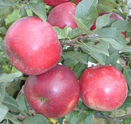 Zwerg-Apfel `Pidi´, für den Kübel geeignet, 80-120cm im 7,5 Liter Topf von Artländer Pflanzenhof