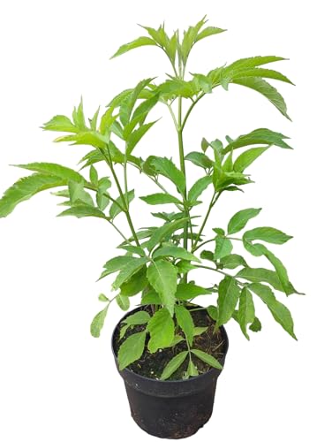 Zwerg-Holunder `Ranch´, Sambucus canadensis, 40-60cm im Topf von Artländer Pflanzenhof