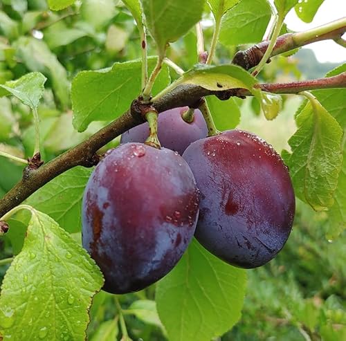 Zwerg-Zwetsche `Julia´, kleinbleibender Obstbaum, kübelgeeignet, 100-140cm im 7,5 Liter Topf von Artländer Pflanzenhof