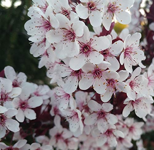 Zwergblutpflaume, Prunus cistena, 60-80cm, mehrtriebig, im Topf von Artländer Pflanzenhof