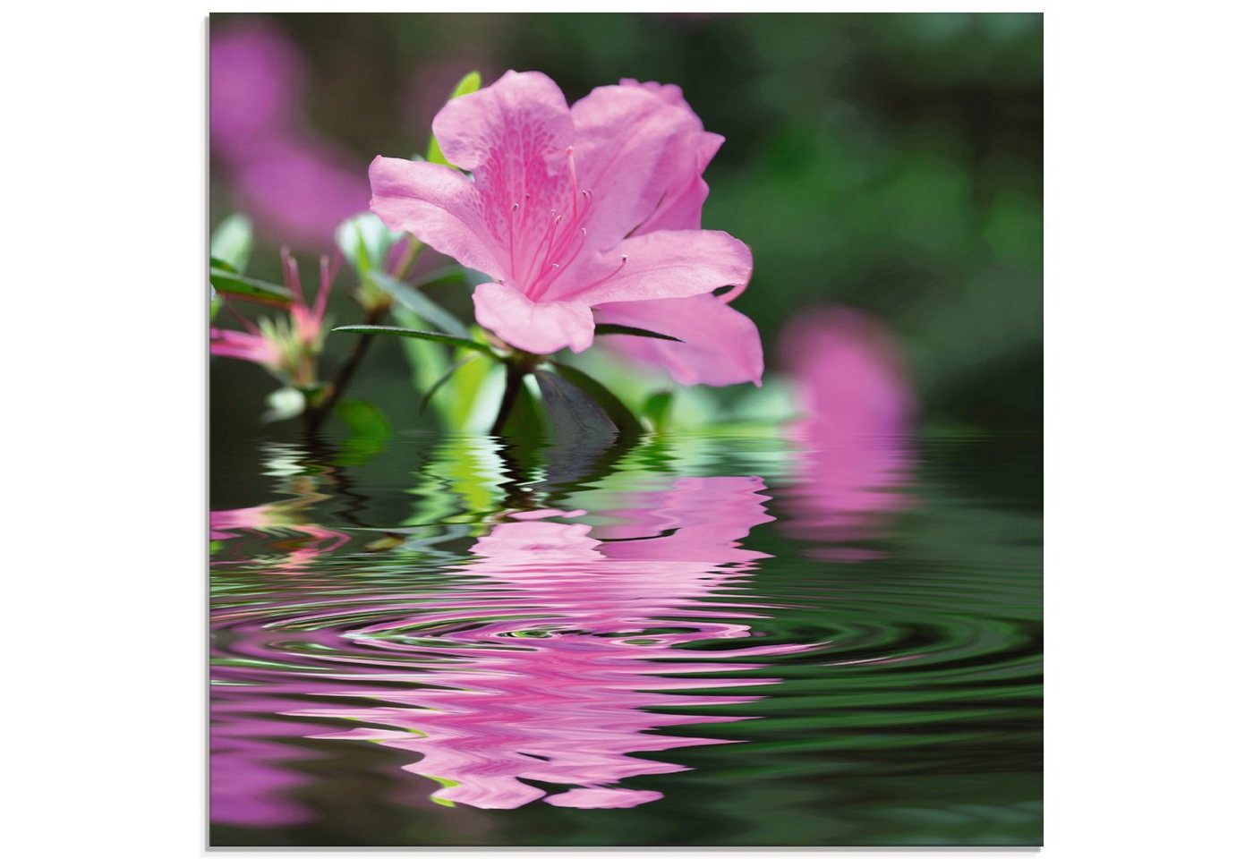 Artland Glasbild Azalee, Blumen (1 St), in verschiedenen Größen von Artland