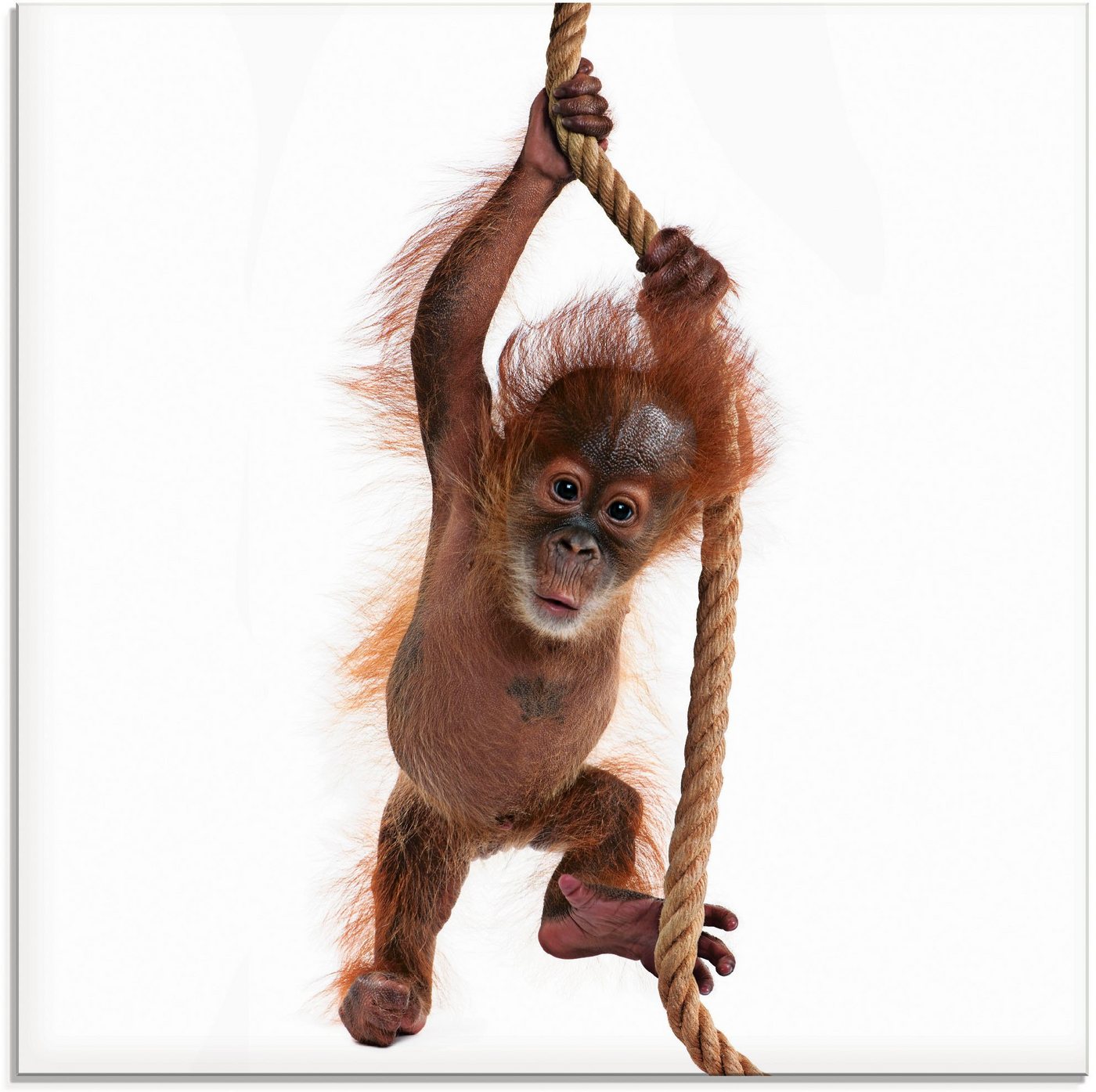 Artland Glasbild Baby Orang Utan hängt am Seil I, Wildtiere (1 St), in verschiedenen Größen von Artland