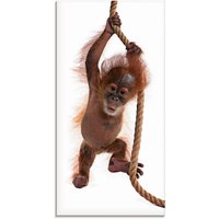 Artland Glasbild "Baby Orang Utan hängt am Seil I", Wildtiere, (1 St.) von Artland