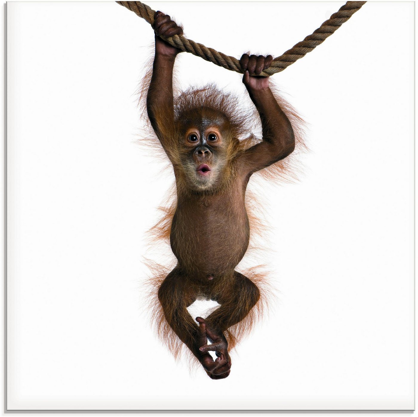 Artland Glasbild Baby Sumatra Orang Utan hängt an Seil, Wildtiere (1 St), in verschiedenen Größen von Artland