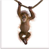 Artland Glasbild "Baby Orang Utan hängt an Seil II", Wildtiere, (1 St.) von Artland