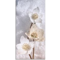 Artland Glasbild "Christrose im Schnee", Blumen, (1 St.) von Artland