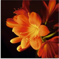 Artland Glasbild "Clivie in leuchtendem Orange", Blumen, (1 St.) von Artland