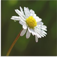 Artland Glasbild "Gänseblümchen", Blumen, (1 St.) von Artland