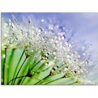 Artland Glasbild "Glitzernde Pusteblume", Blumen, (1 St.) von Artland