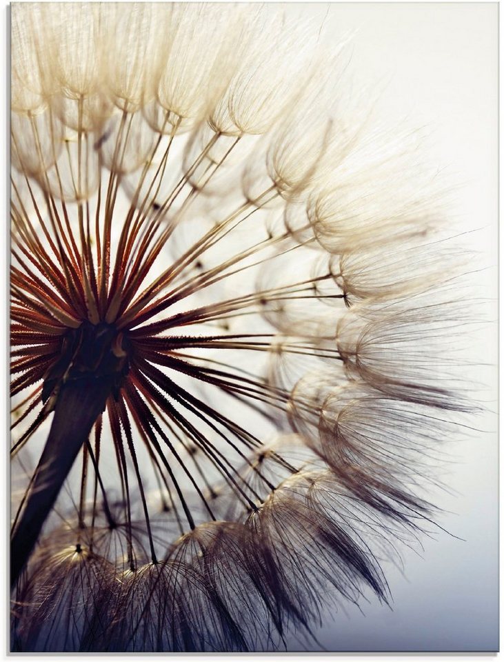 Artland Glasbild Große Pusteblume, Blumen (1 St), in verschiedenen Größen von Artland