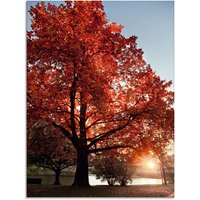 Artland Glasbild "Herbstbaum" Bäume 1 Stk. tlg. in verschiedenen Größen von Artland