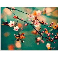 Artland Glasbild "Japanische Kirsch Sakura Blumen", Blumen, (1 St.) von Artland