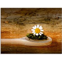 Artland Glasbild "Kamille", Blumen, (1 St.) von Artland
