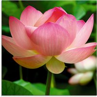 Artland Glasbild "Lotus - Seerose", Blumen, (1 St.) von Artland