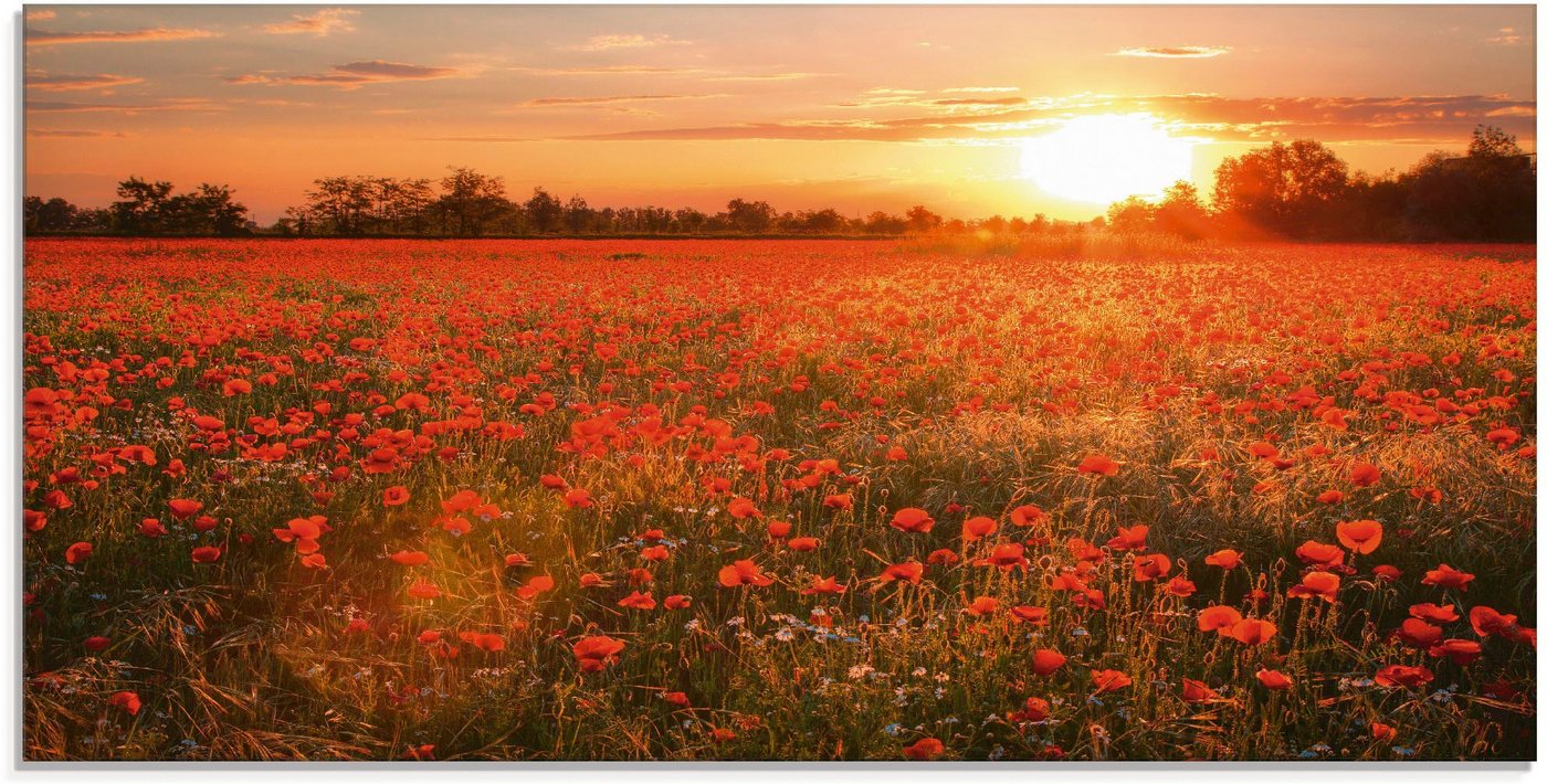 Artland Glasbild Mohnblumenfeld bei Sonnenuntergang, Blumen (1 St), in verschiedenen Größen von Artland