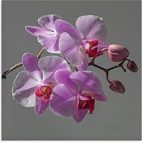 Artland Glasbild "Orchideentraum", Blumen, (1 St.) von Artland