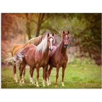Artland Glasbild "Pferde in den Feldern I", Haustiere, (1 St.) von Artland