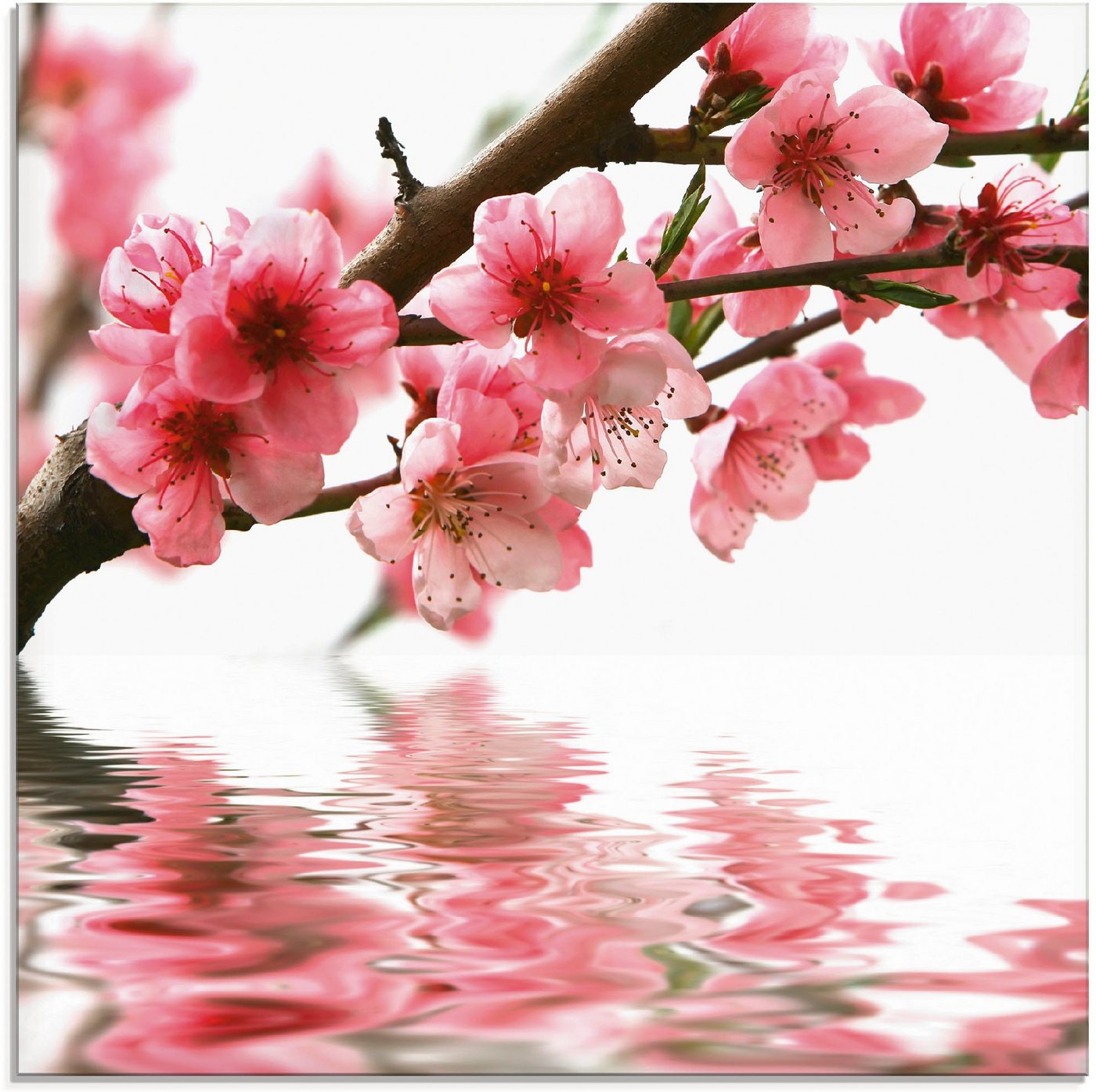 Artland Glasbild Pfirsichblüten reflektieren im Wasser, Blumen (1 St), in verschiedenen Größen von Artland