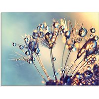 Artland Glasbild "Pusteblume Glitzertau", Blumen, (1 St.) von Artland