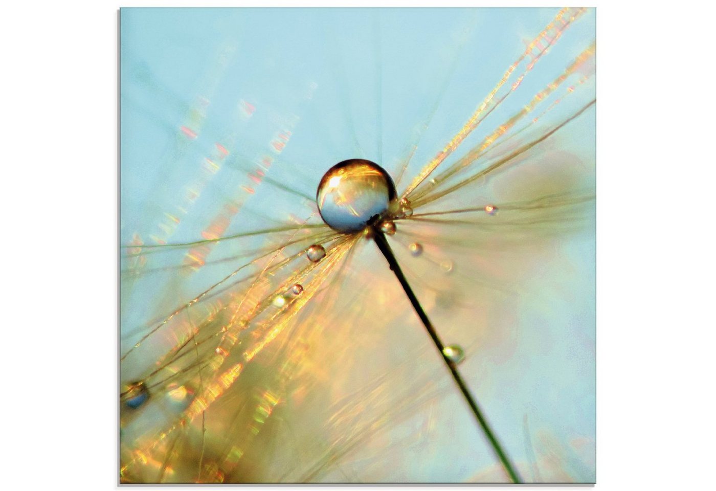 Artland Glasbild Pusteblume Tautropfen II, Blumen (1 St), in verschiedenen Größen von Artland