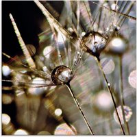 Artland Glasbild "Pusteblume mit Wasserperlen", Blumen, (1 St.) von Artland