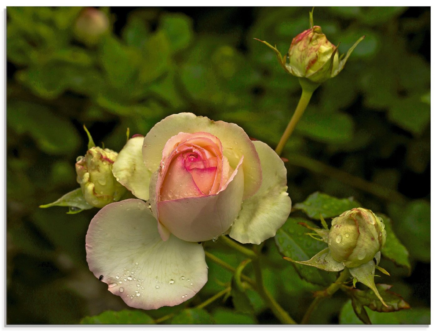 Artland Glasbild Rosa Rose, Blumen (1 St), in verschiedenen Größen von Artland