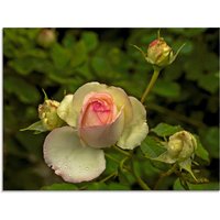 Artland Glasbild "Rosa Rose", Blumen, (1 St.) von Artland
