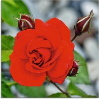 Artland Glasbild "Rote Rosenblüte mit Knospen", Blumen, (1 St.) von Artland