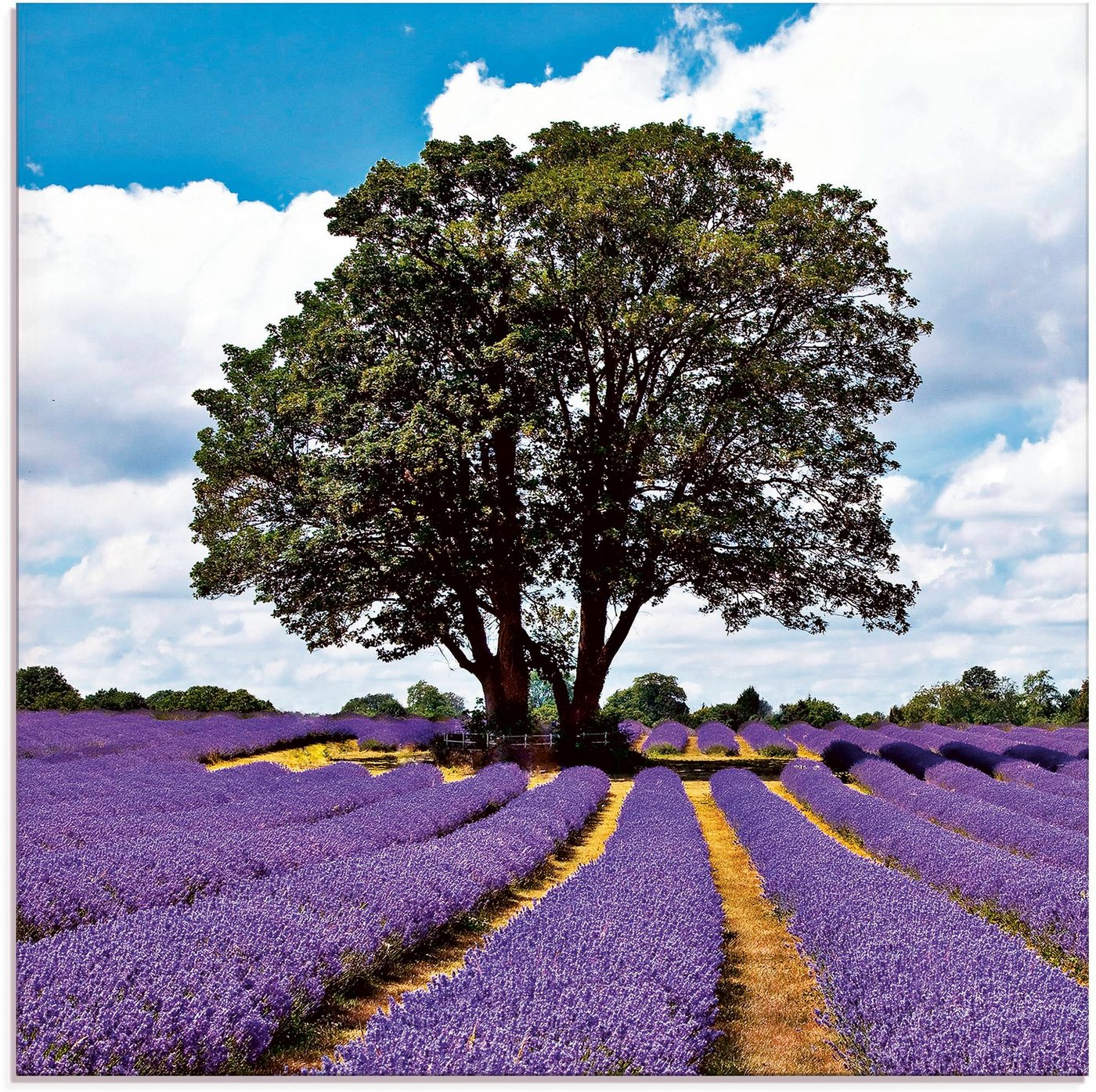 Artland Glasbild Schönes Lavendelfeld im Sommer, Felder (1 St), in verschiedenen Größen von Artland