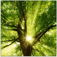 Artland Glasbild "Sonne strahlt explosiv durch den Baum", Bäume, (1 St.), in verschiedenen Größen von Artland