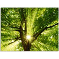 Artland Glasbild "Sonne strahlt explosiv durch den Baum" Bäume 1 Stk. tlg. in verschiedenen Größen von Artland