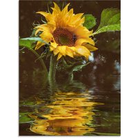 Artland Glasbild "Sonnenblume mit Wasserspiegelung", Blumen, (1 St.) von Artland