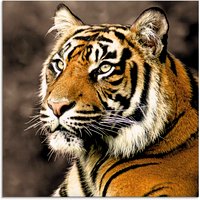 Artland Glasbild "Tiger sepia", Wildtiere, (1 St.) von Artland