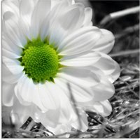 Artland Glasbild "Weiße Blume", Blumen, (1 St.) von Artland
