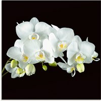 Artland Glasbild "Weiße Orchidee auf schwarzem Hintergrund" 1 Stk. tlg. in verschiedenen Größen von Artland