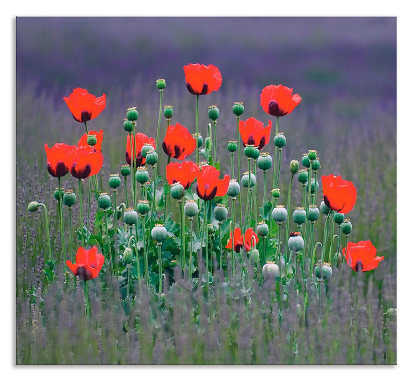 Artland Küchenrückwand Lavendelfarm in Sequim - Mohnblumen, (1-tlg), Alu Spritzschutz mit Klebeband, einfache Montage von Artland