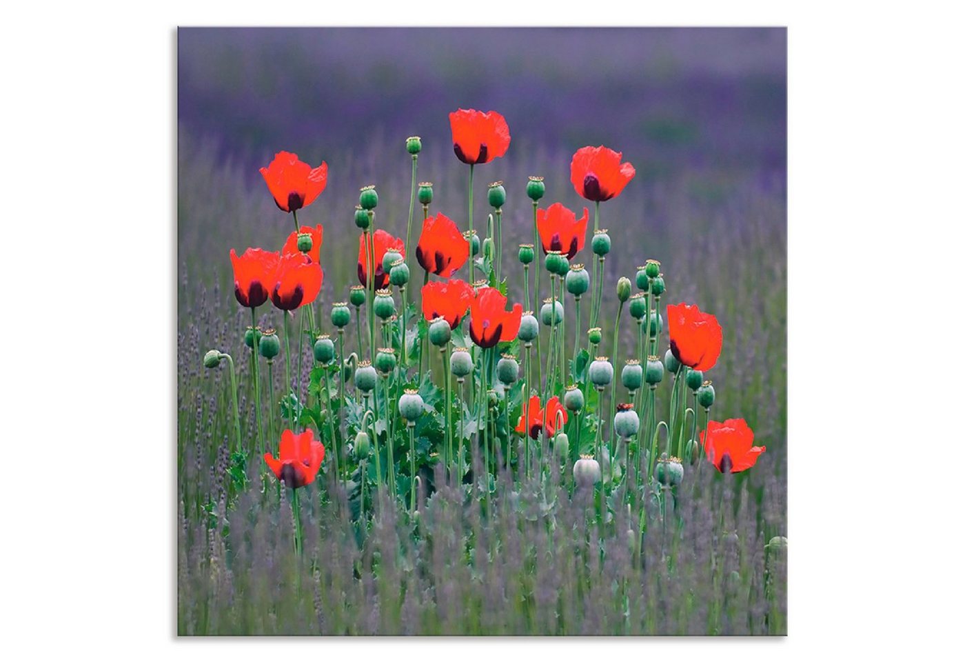 Artland Küchenrückwand Lavendelfarm in Sequim - Mohnblumen, (1-tlg), Alu Spritzschutz mit Klebeband, einfache Montage von Artland