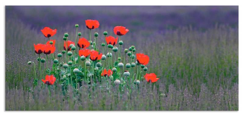 Artland Küchenrückwand Lavendelfarm in Sequim - Mohnblumen, (1-tlg), Alu Spritzschutz mit Klebeband, einfache Montage von Artland