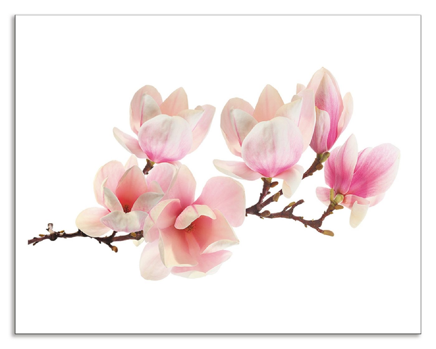 Artland Küchenrückwand Magnolie, (1-tlg), Alu Spritzschutz mit Klebeband, einfache Montage von Artland