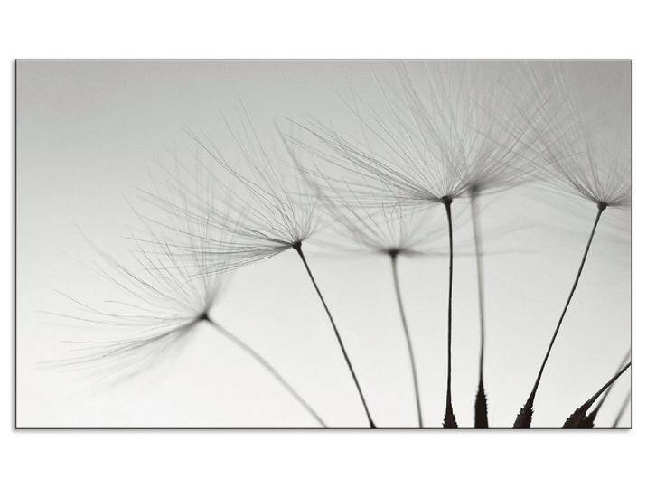 Artland Küchenrückwand Pusteblumen-Samen I, (1-tlg), Alu Spritzschutz mit Klebeband, einfache Montage, grau von Artland