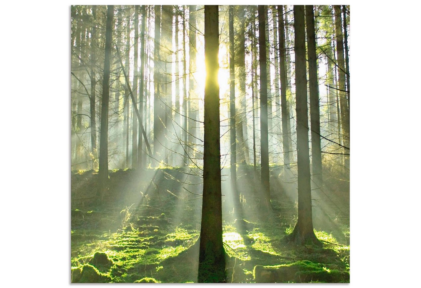 Artland Küchenrückwand Wald im Gegenlicht, (1-tlg), Alu Spritzschutz mit Klebeband, einfache Montage von Artland