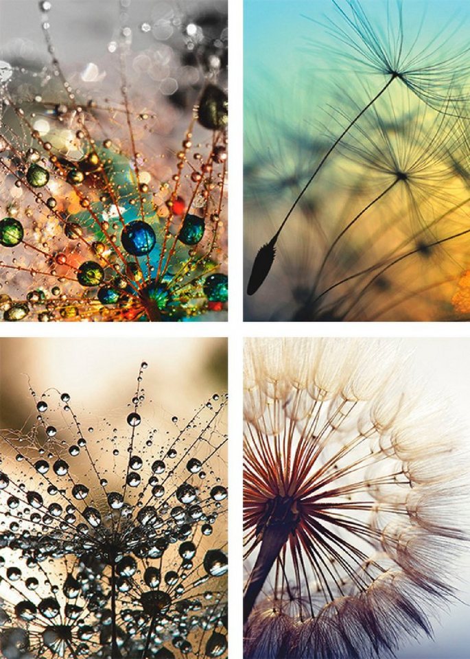 Artland Poster Pusteblume,Nahaufnahme Löwenzahn, Blumen (4 St), Poster, Wandbild, Bild, Wandposter von Artland