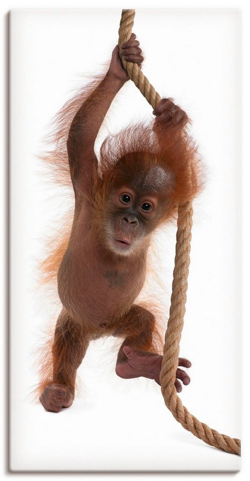 Artland Wandbild Baby Orang Utan hängt am Seil I, Wildtiere (1 St), als Alubild, Leinwandbild, Wandaufkleber oder Poster in versch. Größen von Artland