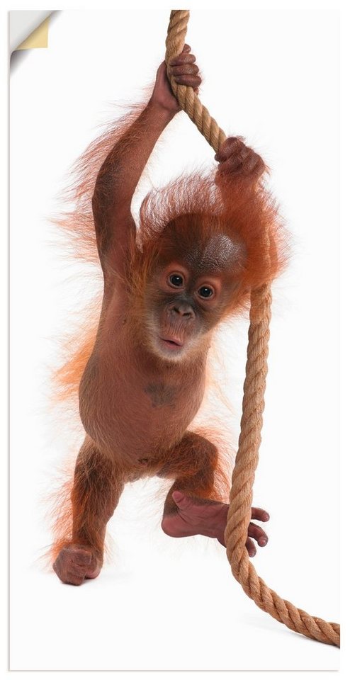 Artland Wandbild Baby Orang Utan hängt am Seil I, Wildtiere (1 St), als Alubild, Leinwandbild, Wandaufkleber oder Poster in versch. Größen von Artland